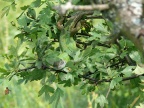 Lacerta viridis Smaragdeidechse (11).jpg