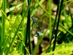 4 Coenagrion pulchellum Fledermaus-Azurjungfer (13)