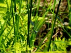 4 Coenagrion pulchellum Fledermaus-Azurjungfer (12)