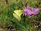 1Colias hyale Goldene Acht, Paarung (32)