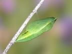 12 Colias hyale Goldene Acht Puppe (5)