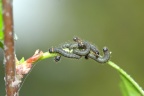 5aEndromis versicolora Birkenspinner Jungraupe (12)