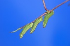 10 Endromis versicolora Birkenspinner Jungraupe (39)
