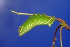 11 Endromis versicolora Birkenspinner-Raupe (3)