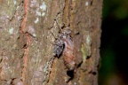 3 Leucorrhinia caudalis Zierliche Moosjungfer (29)