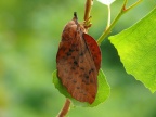 Gastropacha populifolia Pappelglucke (32)