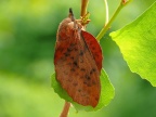 5 Gastropacha populifolia Pappelglucke (30)