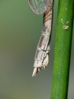 Symmpecma fusca Winterlibelle (62)