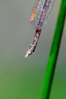 Symmpecma fusca Winterlibelle (104)
