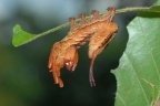 5 Stauropus fagi Buchenspinner 2 (16)