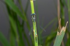 3 Platycnemis pennipes Federlibelle (2)
