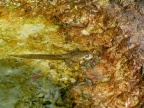 2aPelobates fuscus Knoblauchkröte (70)