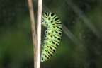 5 Papilio machaon Schwalbenschwanz Vorpuppe (4)