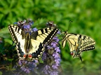 19 Papilio machaon Schwalbenschwanz (63)