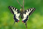 15 Papilio machaon Schwalbenschwanz (29)