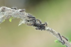 Eriogaster lanestris Wollafter (34)