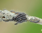 Eriogaster lanestris Wollafter (39)