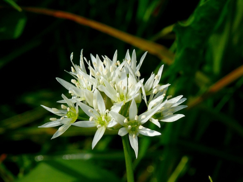 Allium ursinum Bärlauch (2)
