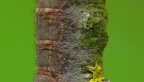 4 Odonestis pruni Pflaumenglucke raupe (8)