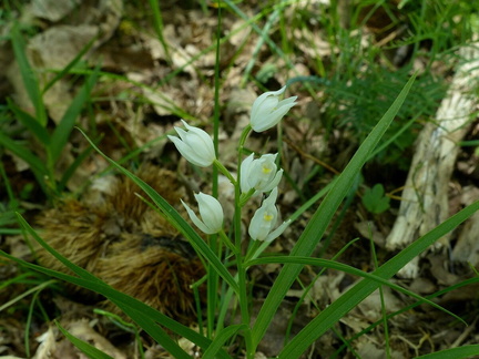 Cephalanthera longifolia Schwertblättriges Waldvögelein (2)