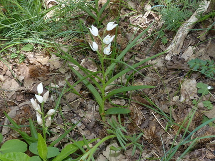 Cephalanthera longifolia Schwertblättriges Waldvögelein (4)