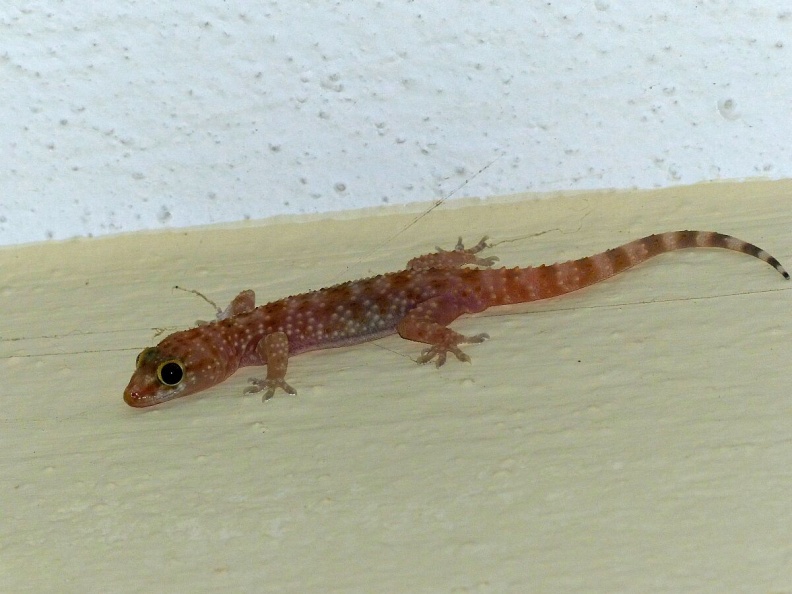 Hemidactylus turcicus Gecko (4)