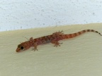 Hemidactylus turcicus Gecko (4)