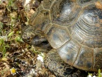 Testudo hermanni Griechische Landschildkröte (7)