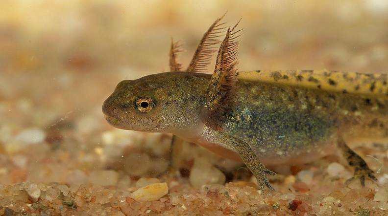 Ichthyosaura alpestris Bergmolch-Larve (27) 1 | Natur und Foto