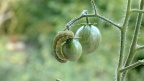 Lacanobia oleracea Gemüseeule (9)