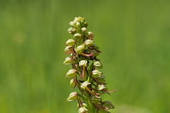 Aceras anthropophorum Puppenorchis (2)