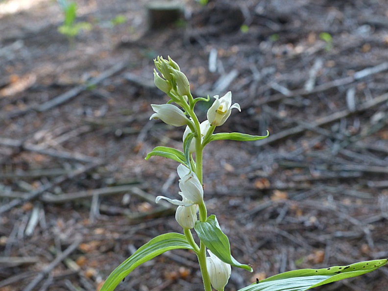 Cephalanthera damasonium Bleiches Waldvögelein (13)