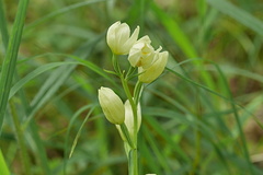 Cephalanthera damasonium Bleiches Waldvögelein (15)