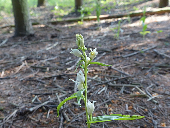 Cephalanthera damasonium Bleiches Waldvögelein (9)