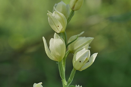 Cephalanthera longifolia Schwertblättries Waldvögelein (12)