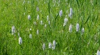 Dactylorhiza maculata Geflechtes Knabenkraut (3)