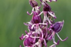 Orchis simia Affen-Knabenkraut (9)