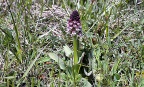 Orchis ustulata Brandknabenkraut (9)