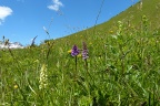 Alpenwiese mit Orchideen, Lechtal