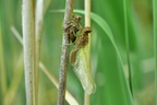 Libellula fulva Spitzenfleck (713)