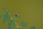 1 Colias alfacariensis Hufeisenklee-Gelbling Ei (15)
