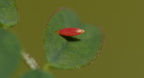 1 Colias alfacariensis HufeisenkleegelblingS (23)
