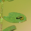 2 Colias alfacariensis Hufeisenklee-Jungraupe (5)