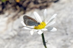 Coenonympha gardetta Alpenwiesenvögelchen (3)