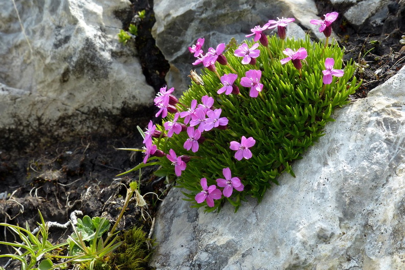Androsace alpina Mannsschild (1).jpg
