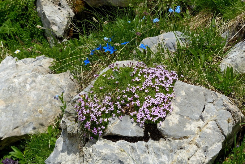Androsace alpina Mannsschild (3)