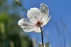 Anemone silvestris Waldanemone (7)