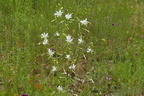 Anthericum ramosum Ästige Graslilie (5)