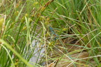 4 Coenagrion hylas Sibirische Azurjungfer Paarung (81)