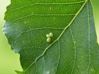 1. Lathoe populi Pappelschwärmer Eier (10)
